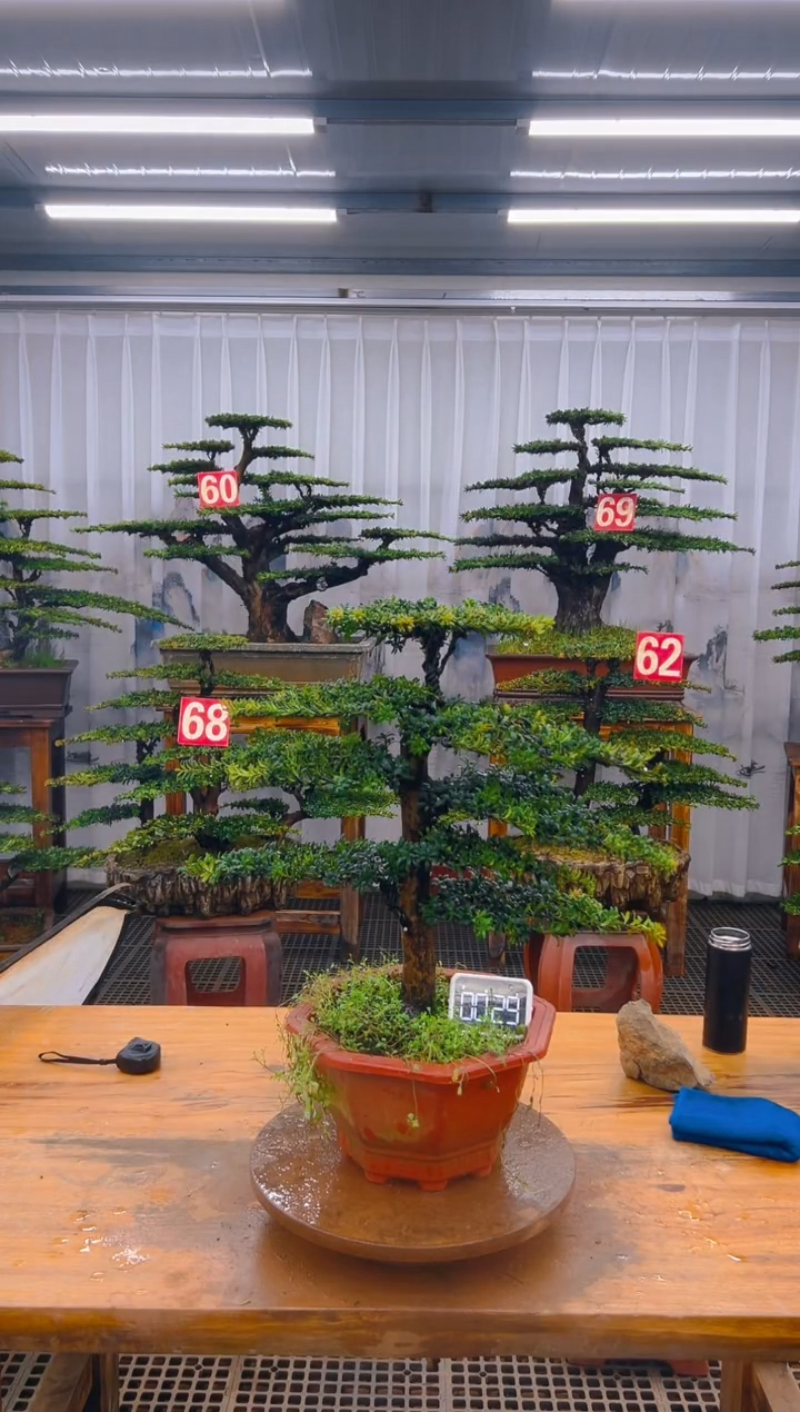 【闪购商品】紫砂精品盆景直播间一物一拍