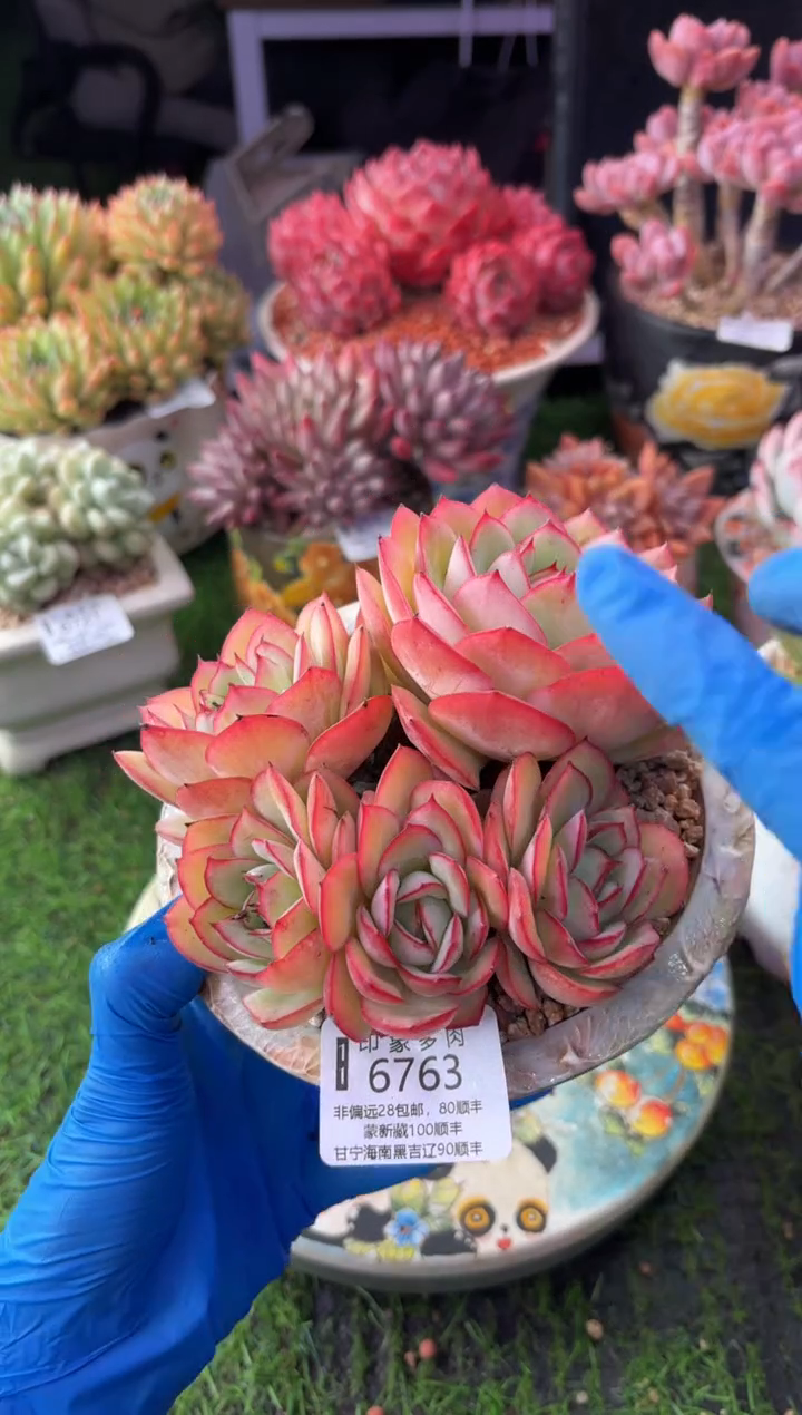 昆明印象多肉6763