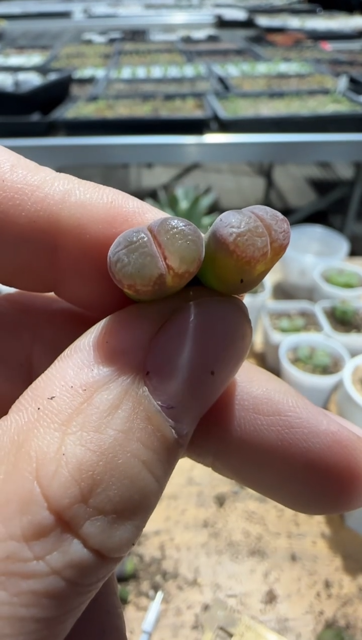 【闪购商品】9-487