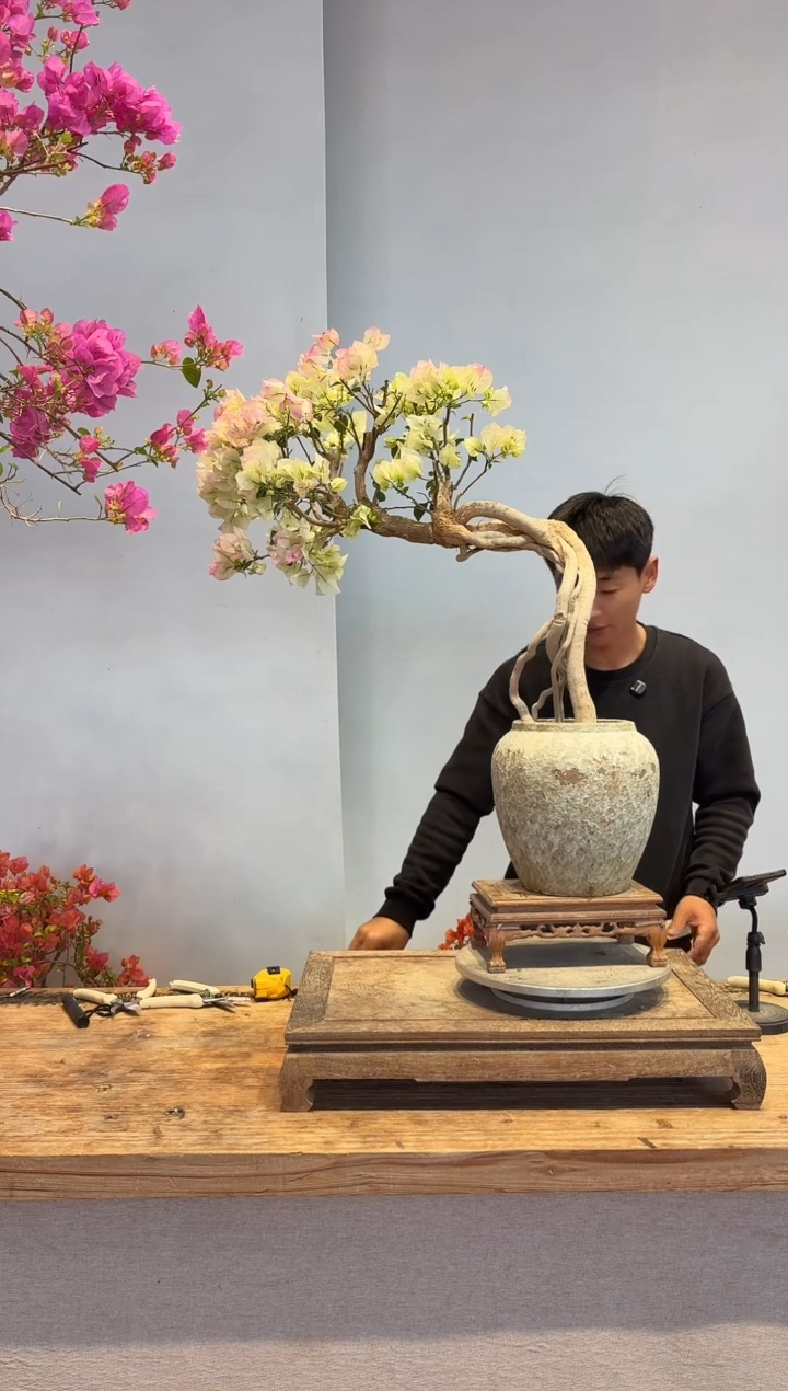 以实际为准三角梅22