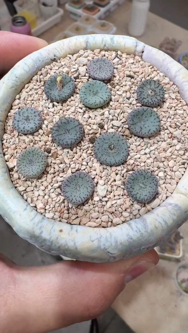 102多肉植物肉锥荷叶缺水福利一颗