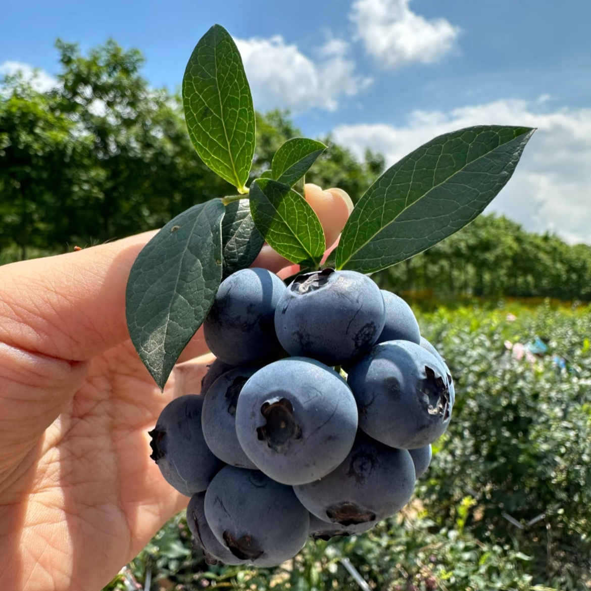 【京东冷链】2025头茬蓝莓新鲜高山露天蓝莓应季鲜果孕妈妈宝宝辅食