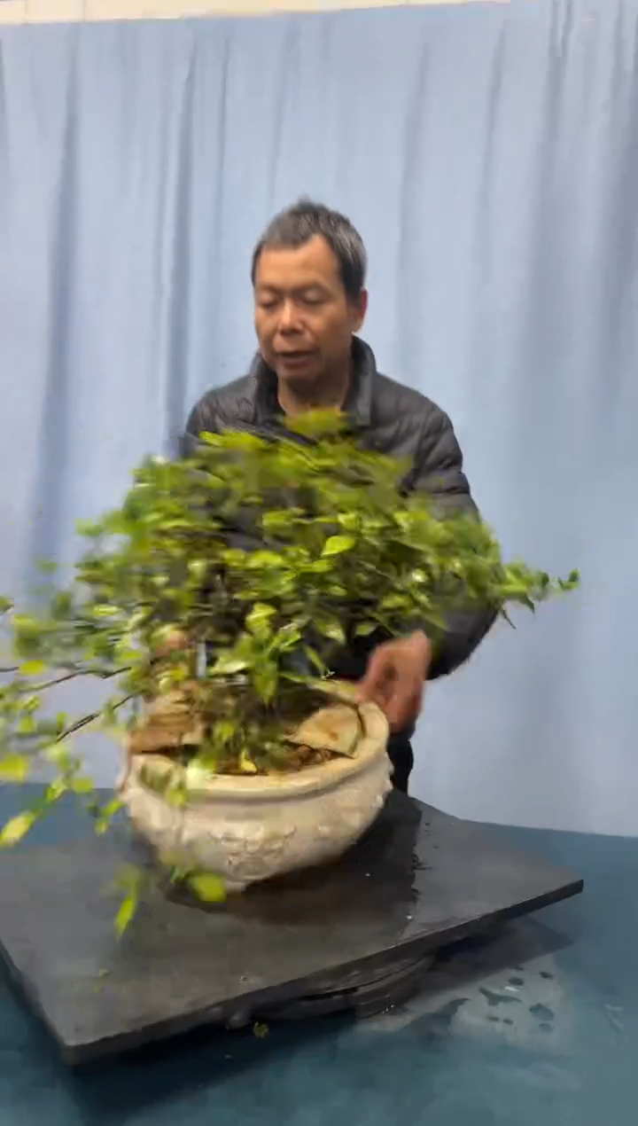 【闪购商品】盆景栀子花