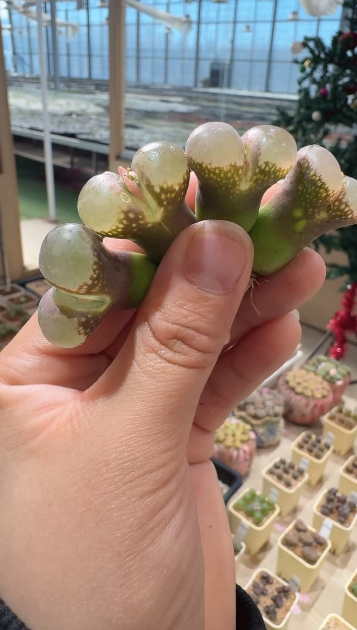 326多肉植物肉锥桃花仙子一颗