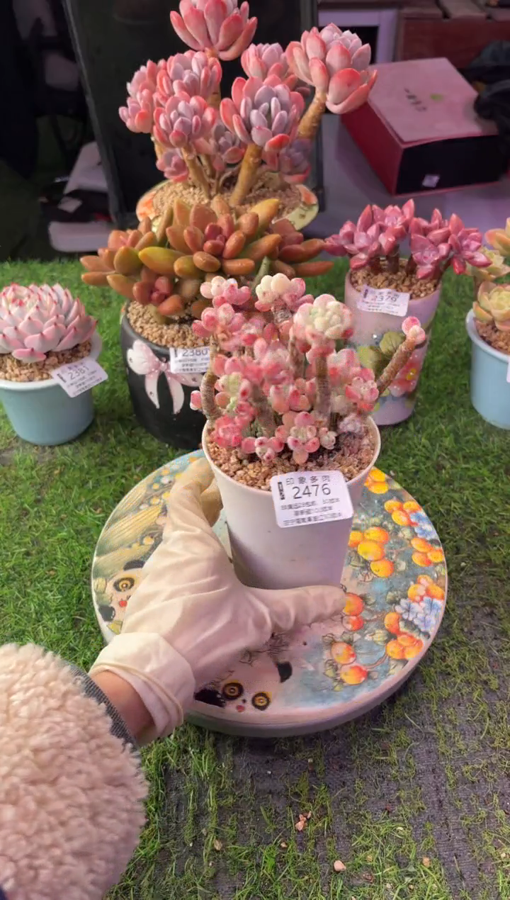 昆明印象多肉2476