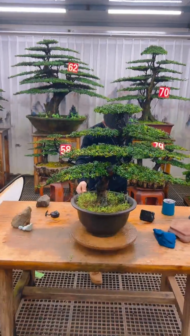 无花朵精品盆景直播间一物一拍