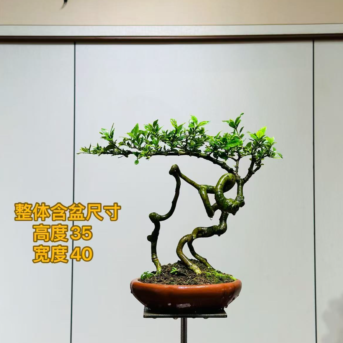 【叶胜园艺】精品根艺榄叶栀子花盆景