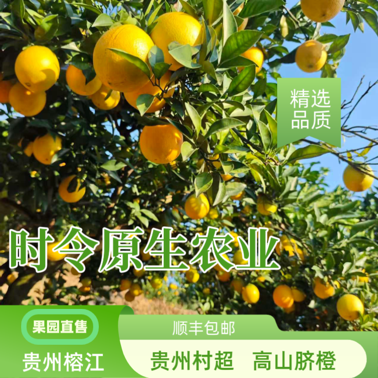 【礼盒包装】正宗贵州生鲜脐橙当季新鲜水果现采现发香甜多汁橙子