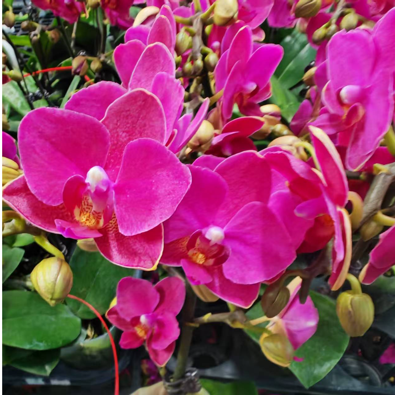 [满堂红]蝴蝶兰 小花型 有花带苞 如折损按比例赔付不支持退换