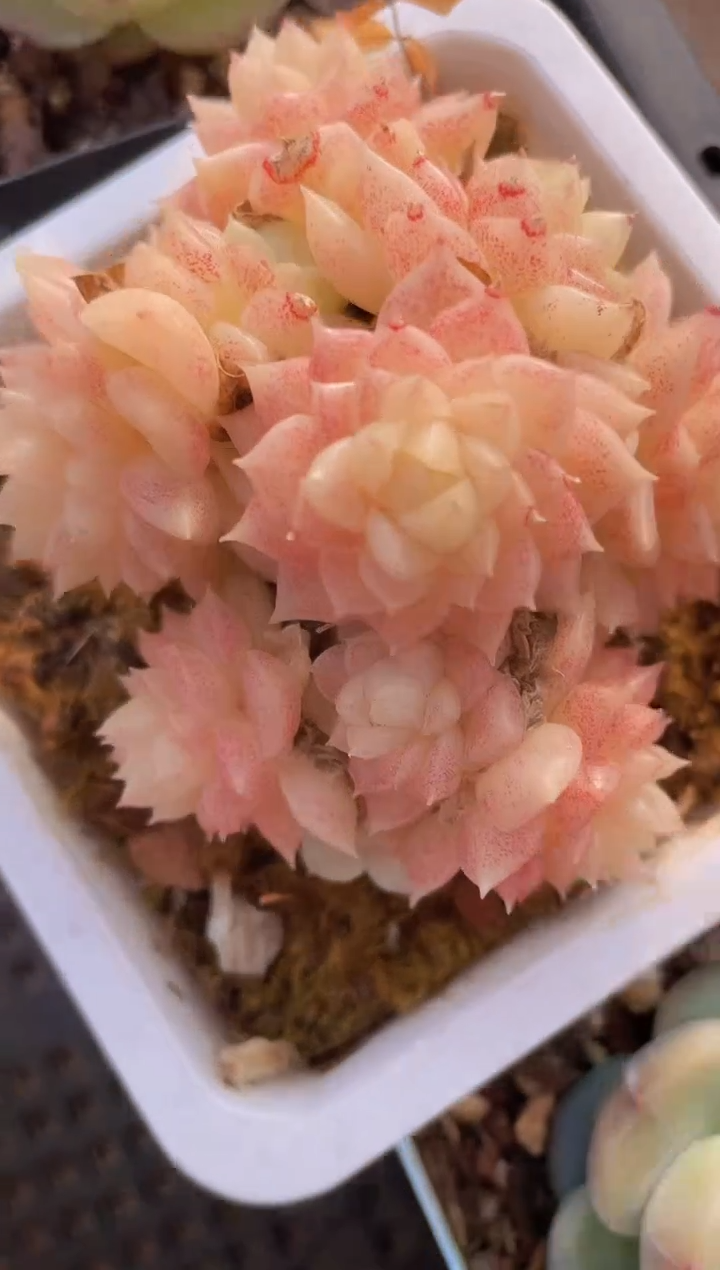 【闪购商品】138草莓晶多肉