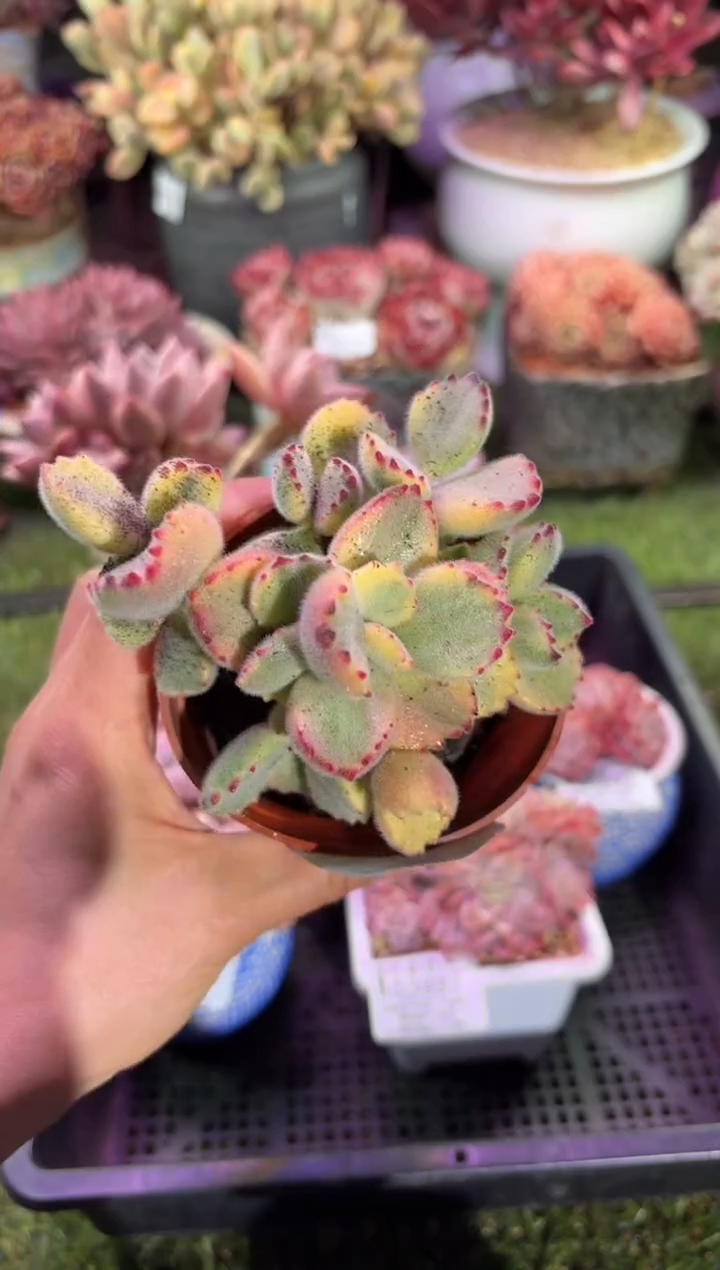 【闪购商品】03898