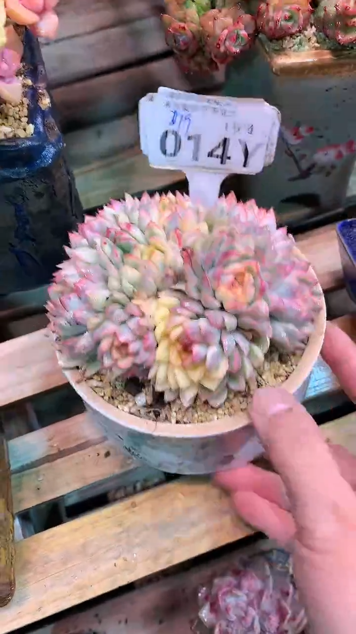 【闪购商品】014YYY