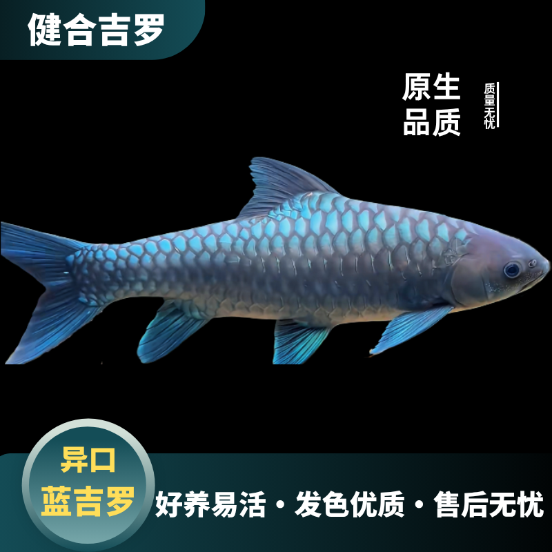 异口蓝吉罗中大型淡水原生观赏鱼