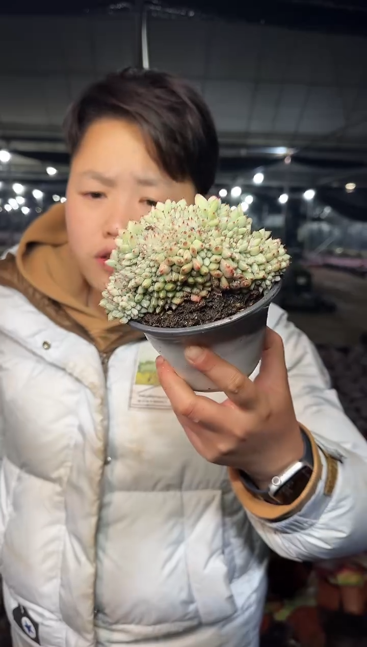 胖丁缀化带盆土1.99