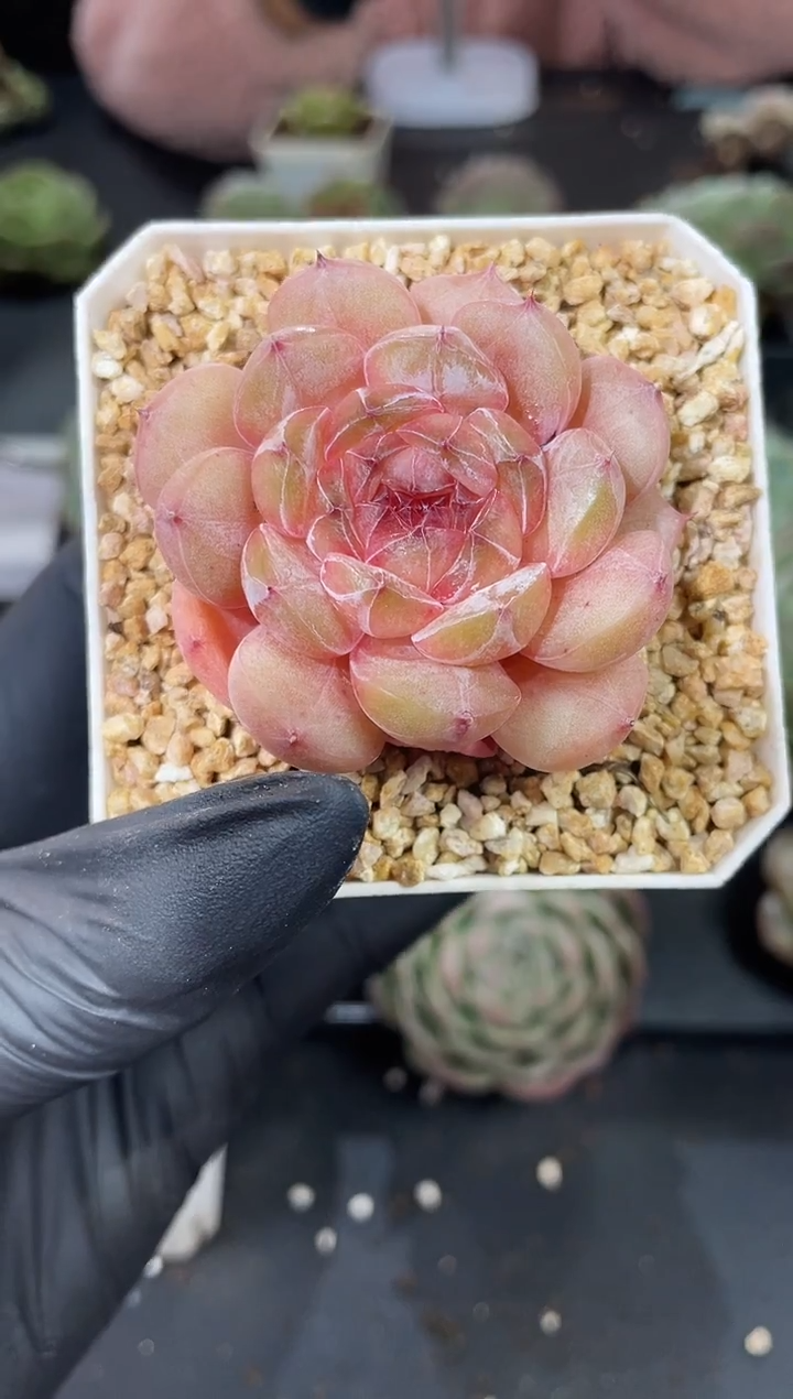 闪购883  花妖女皇多肉一颗   4厘米