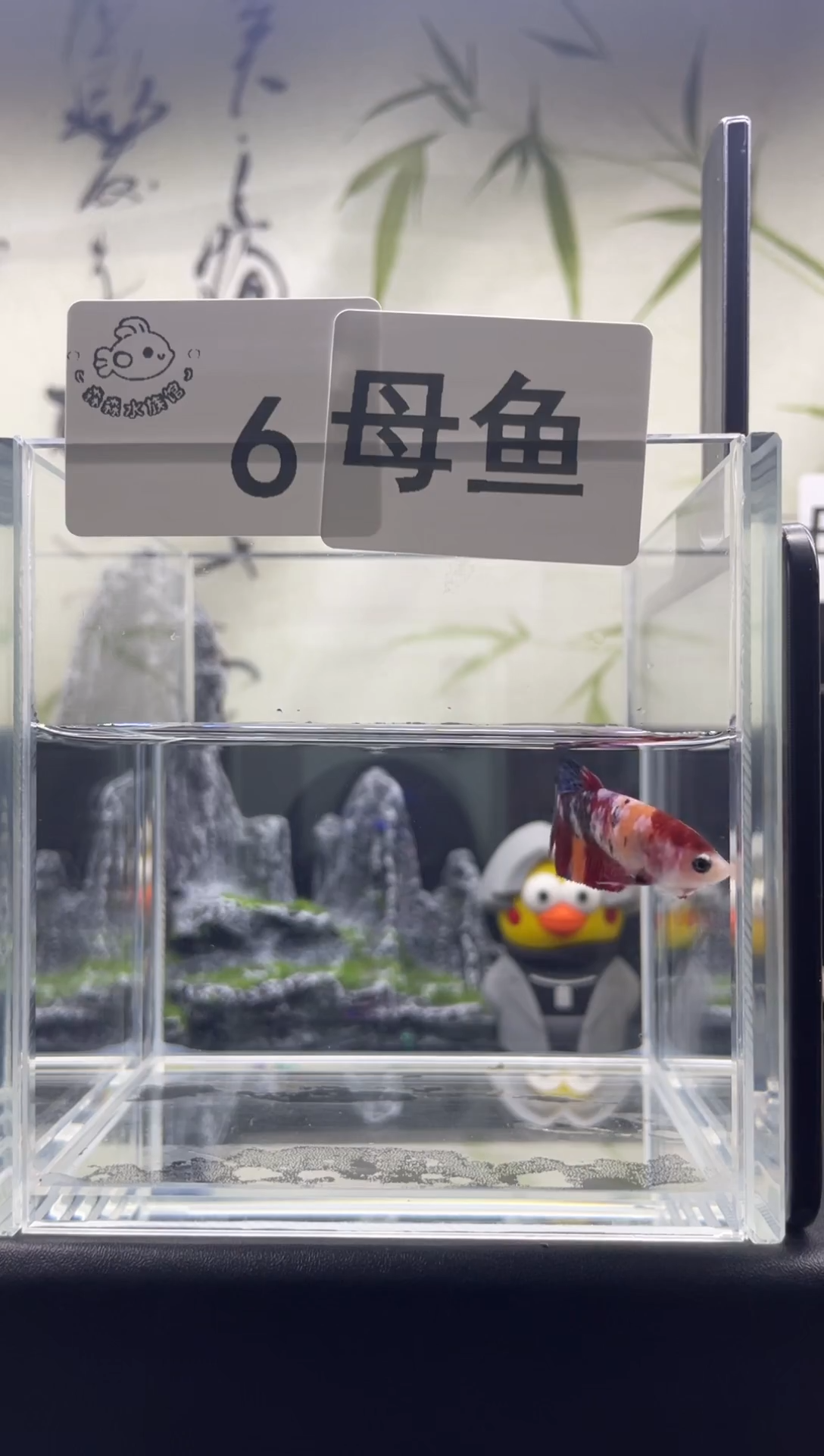 斗鱼泰国精品斗鱼 A6母鱼