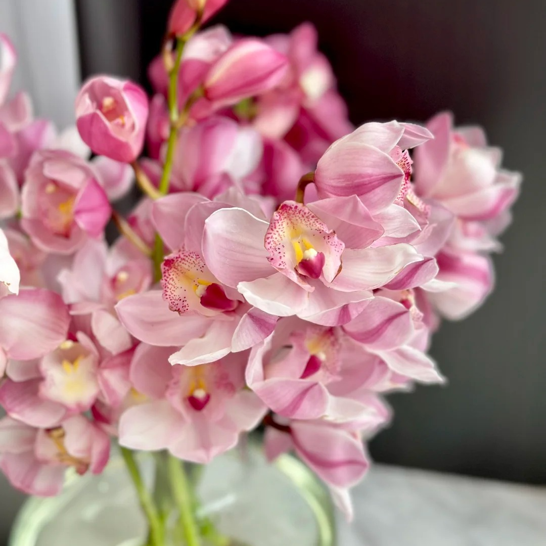 烛光 3枝剑（K） 粉色大花蕙兰 年宵花  花苞发货 190盆（211）