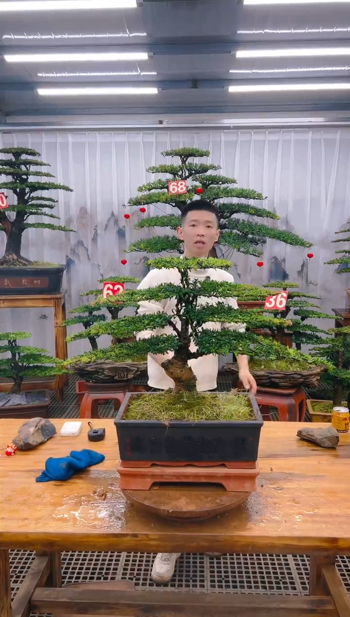 【闪购商品】紫砂精品盆景直播间一物一拍