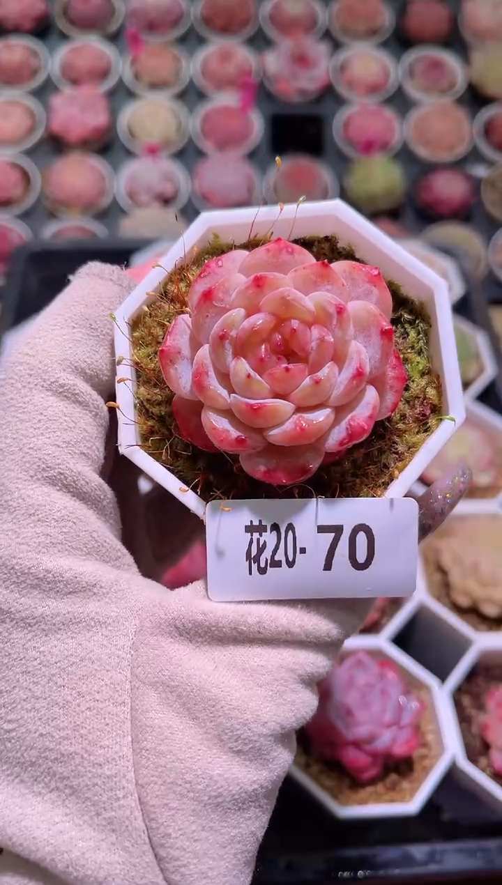 【闪购商品】20-70雪颜玉