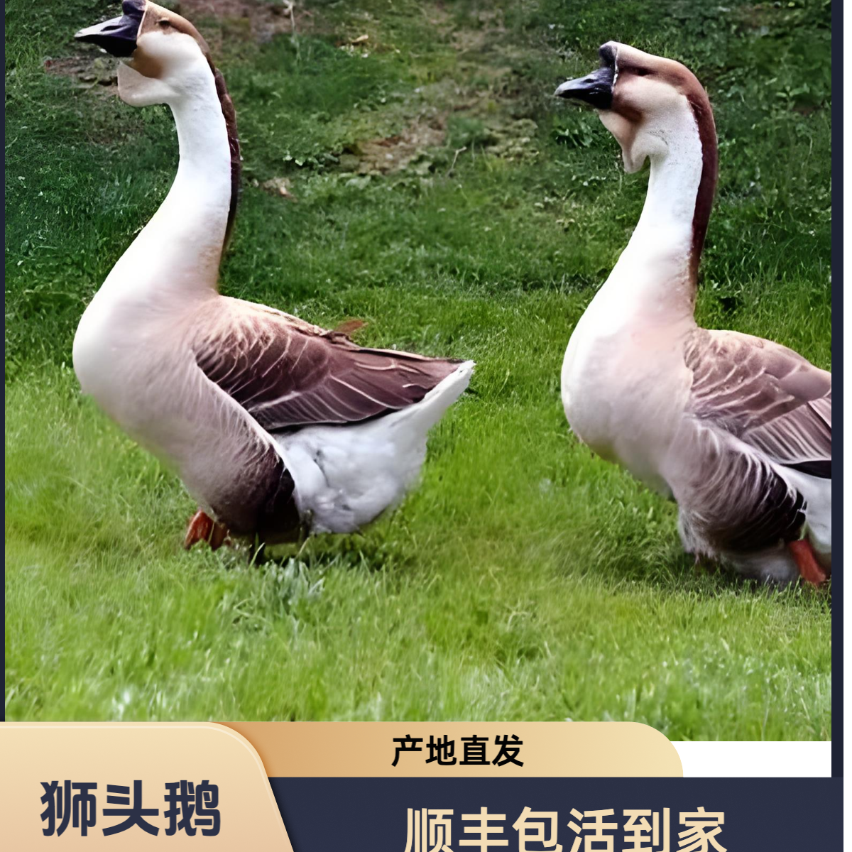 A1 纯种宠物狮头鹅丨狮子头丨顺丰包邮包活到家丨 宠物专线秒发