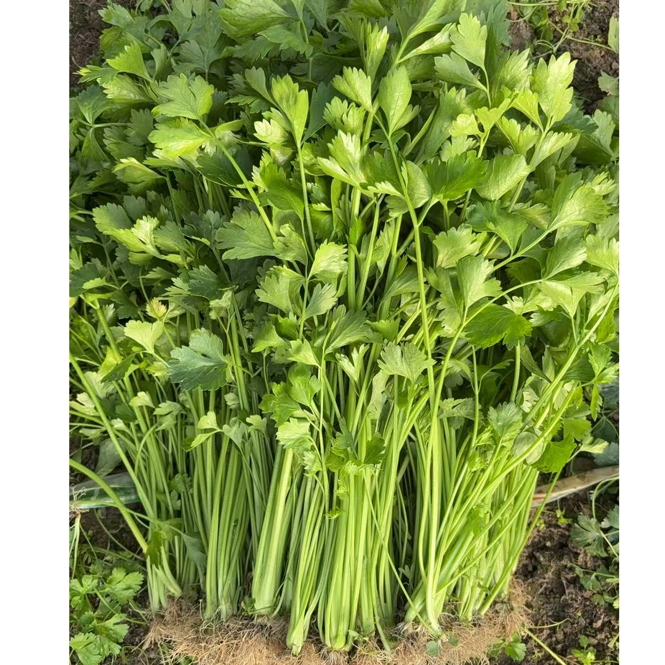 【顺丰快递】东台农家自重现采现摘小香芹1~2斤