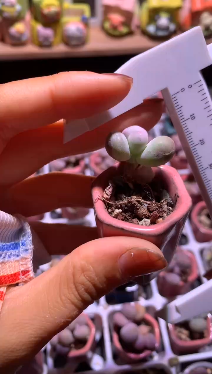 黄金鸡蛋瑕疵特价不售后，满28包邮，不满发一个叶片到付