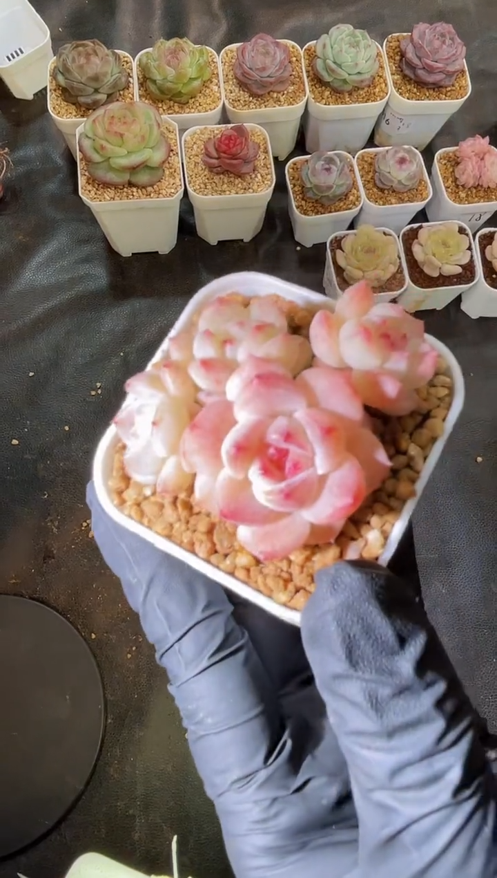 2589 粉红回忆P糖群2-3厘米 量拍发一颗