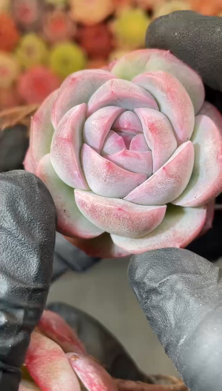 6-69 草莓圣代3-4厘米 量拍发一颗