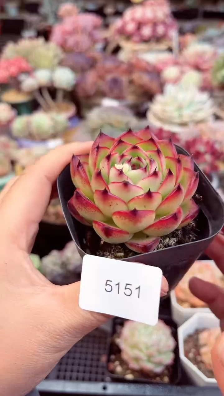 【闪购商品】5151单头月亮石多肉