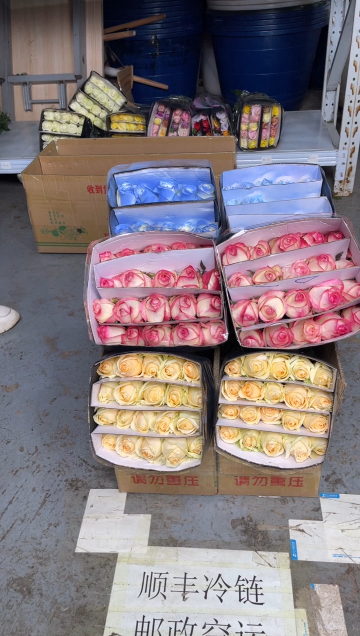 艾沙20枝+香槟20枝+碎冰蓝20枝