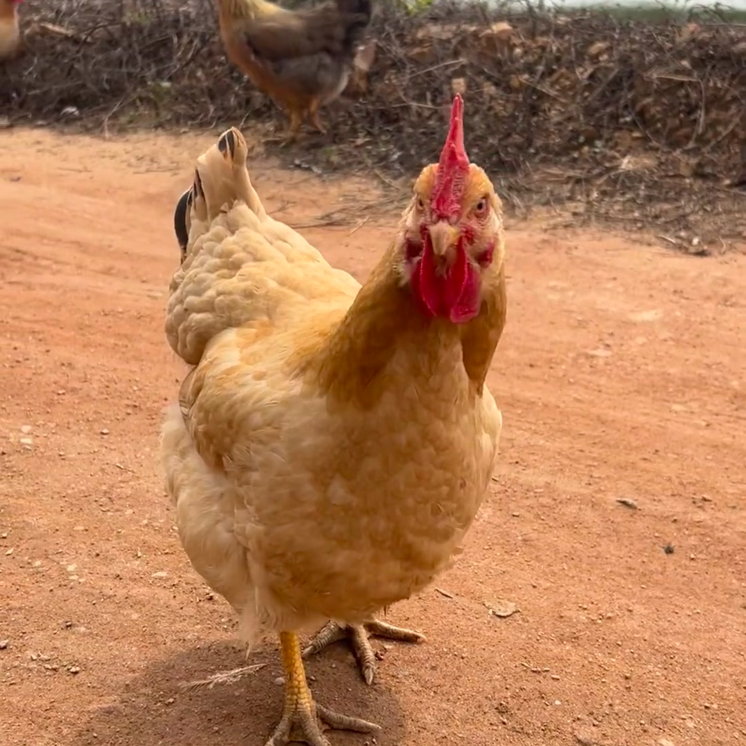 【老粉新年回馈福利】农场散养放养红冠走地鸡9-10斤五谷喂养黄羽细黄脚土鸡京东包邮-雪