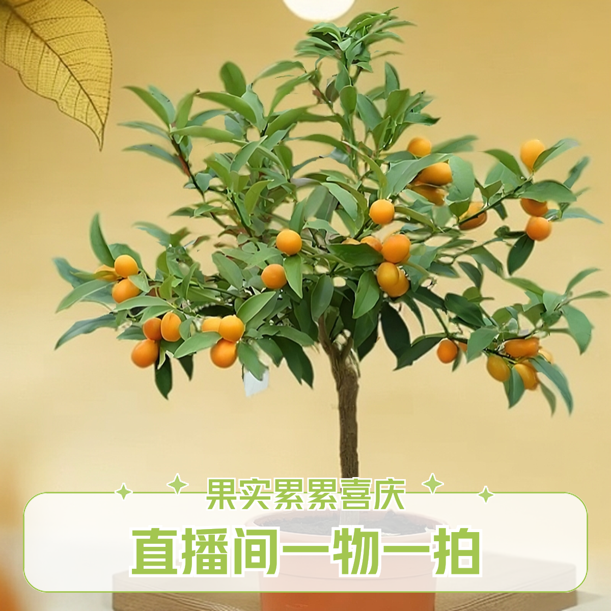 沃柑绿植盆栽地栽庭院  阳台  种植