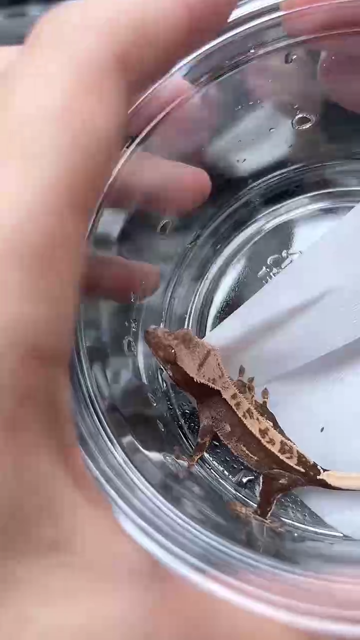 睫角守宫睫角守宫08号隐缺黄