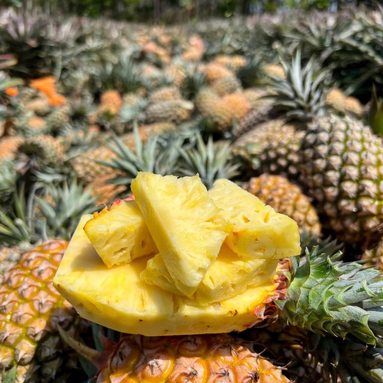 正宗海南特产热带水果金钻凤梨新鲜采摘脆口香甜整箱包邮
