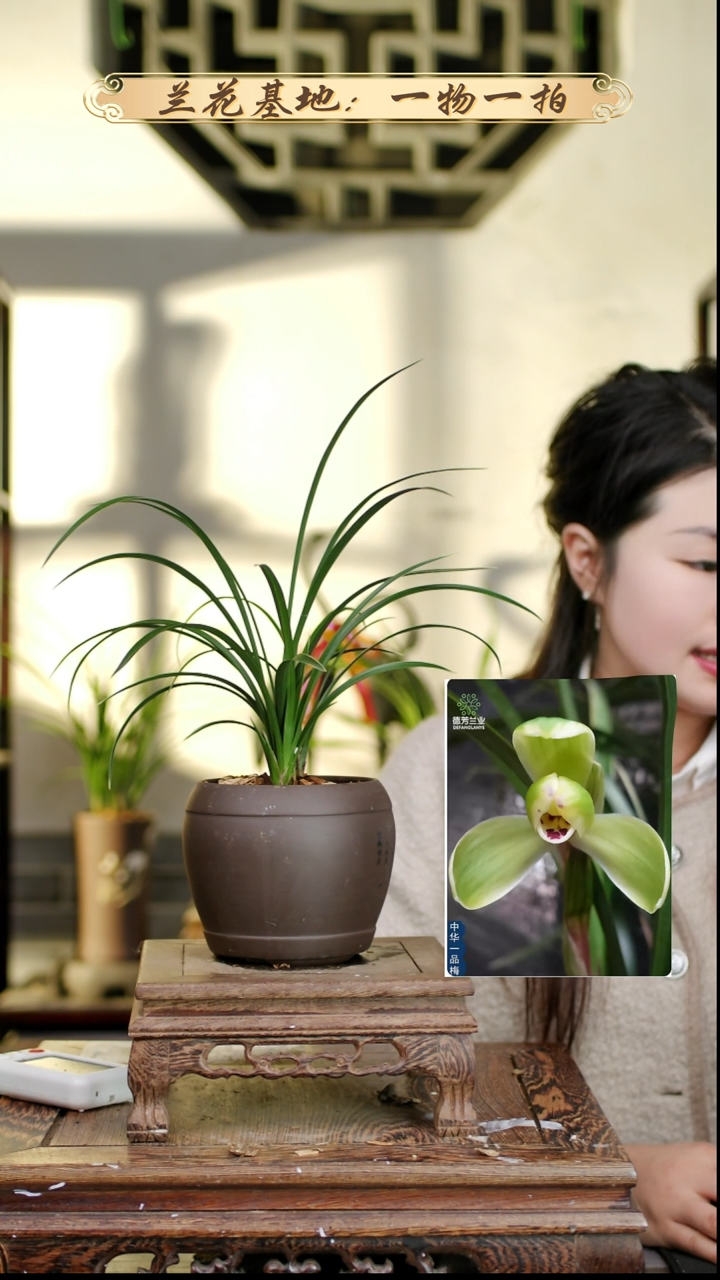 完全开放中华5苗花苞