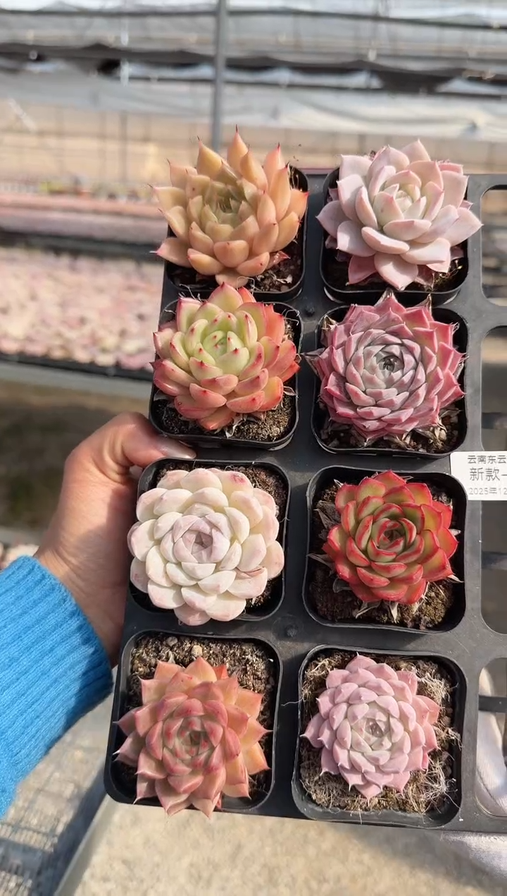 东云多肉园新款-55