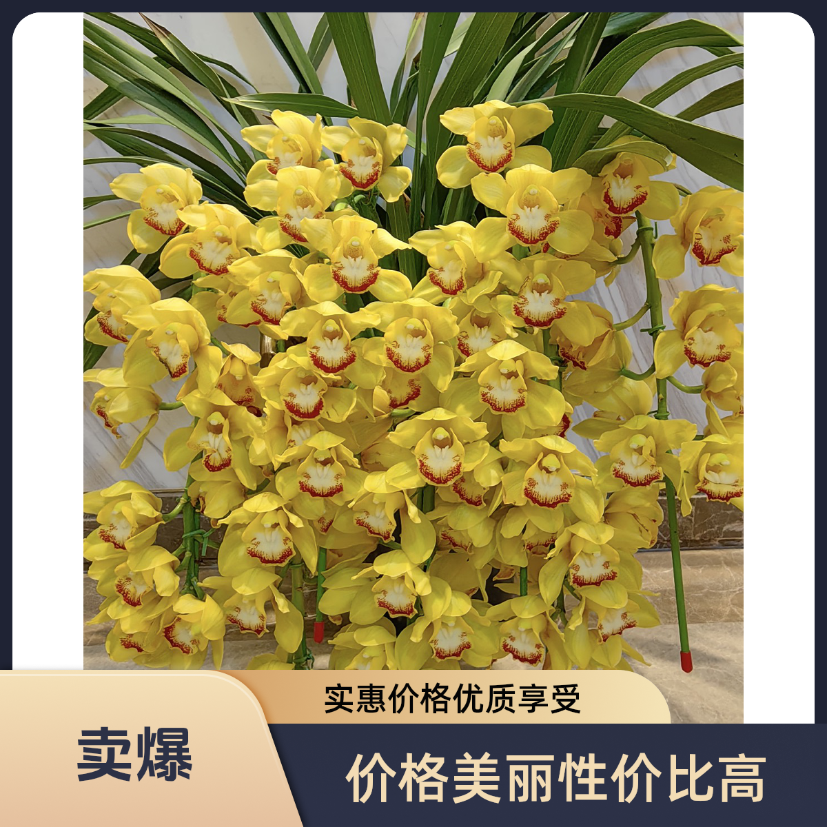【浓香杨贵妃】大花蕙兰室内绿植兰花花卉鲜花盆栽观赏