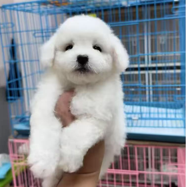 （川渝宠物狗）T狗狗活体