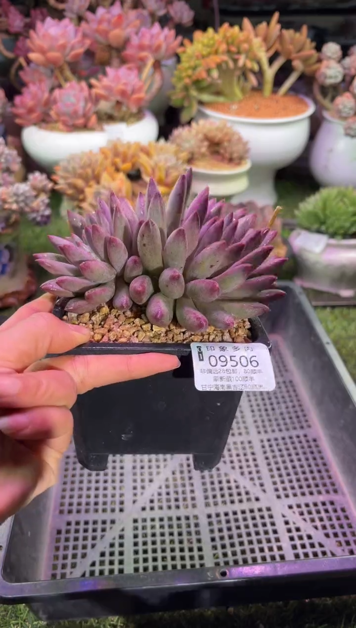 【闪购商品】09506