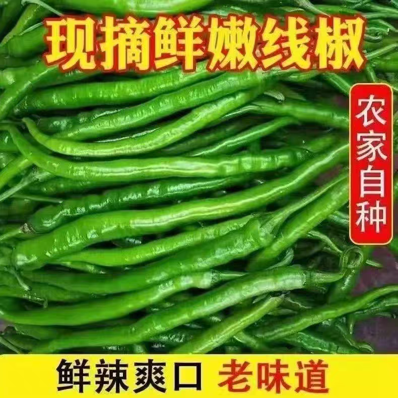 农家青辣椒薄皮青线椒长尖椒二荆条线椒细长条青线椒现摘新鲜蔬菜