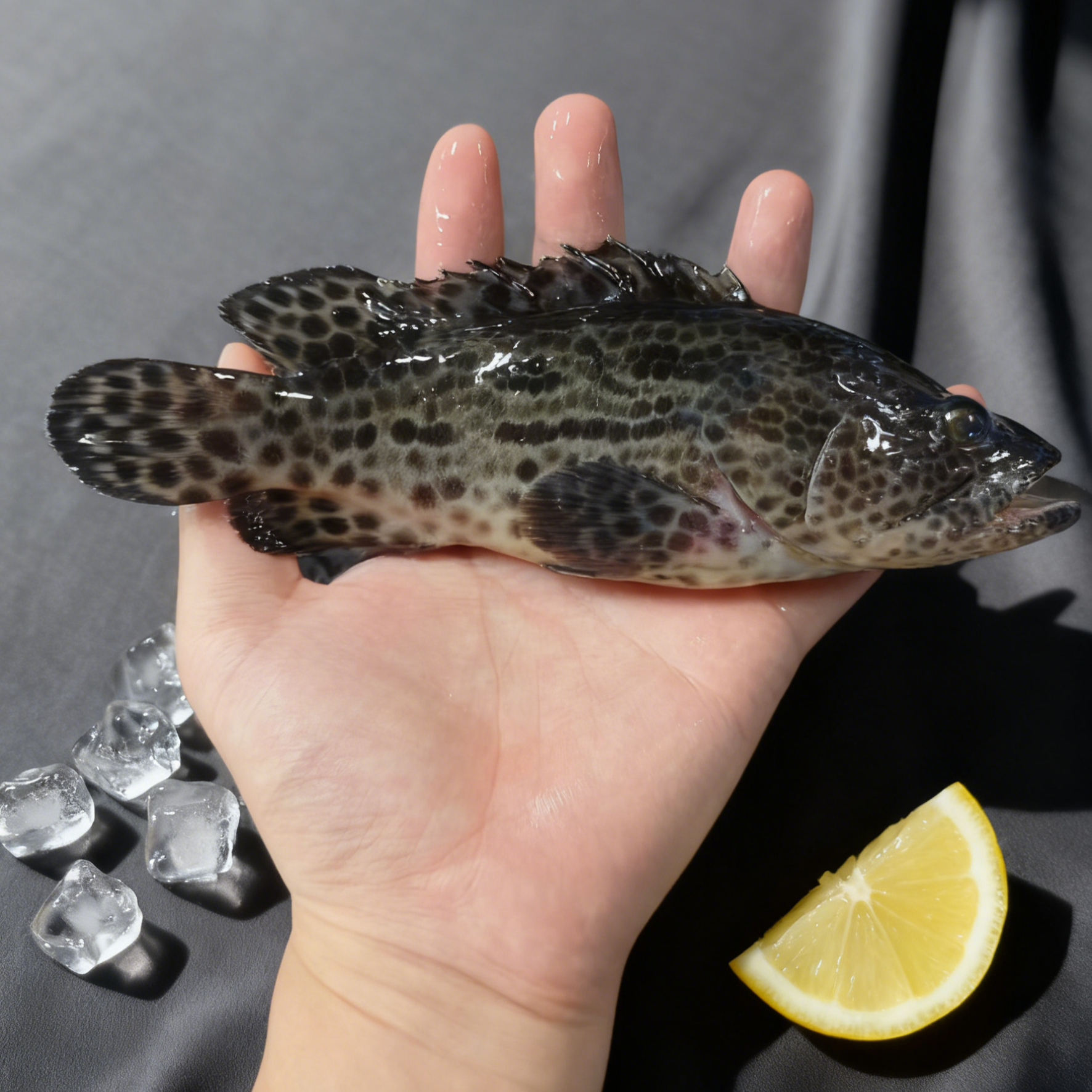 小只老虎斑/石斑鱼 棕点石斑鱼 福建厦门 顺丰包鲜到家