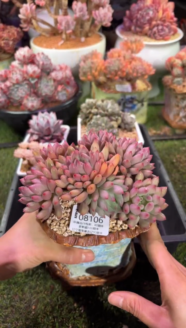 【闪购商品】08106