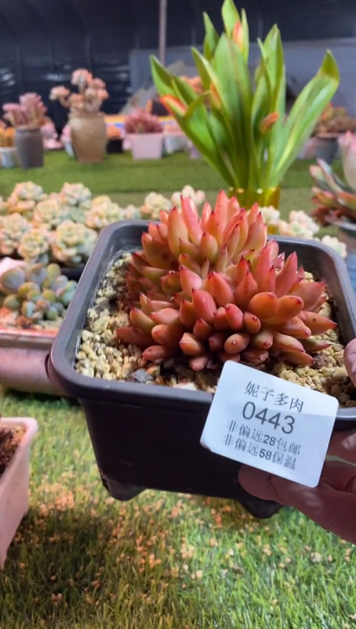 【闪购商品】0443a