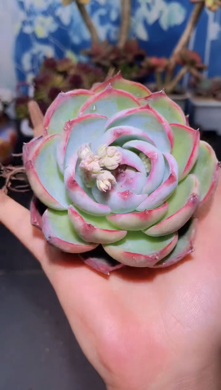 【闪购商品】821惊鸿仙子