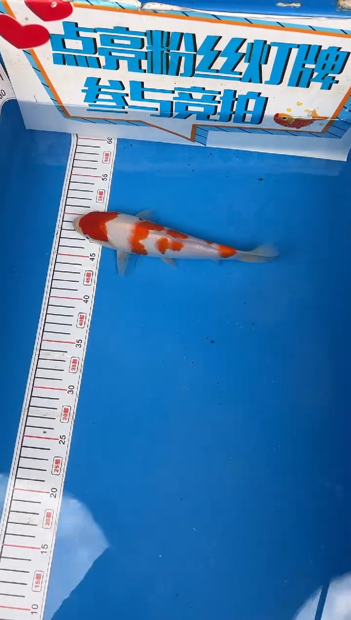 锦鲤13号锦鲤鱼 闪购