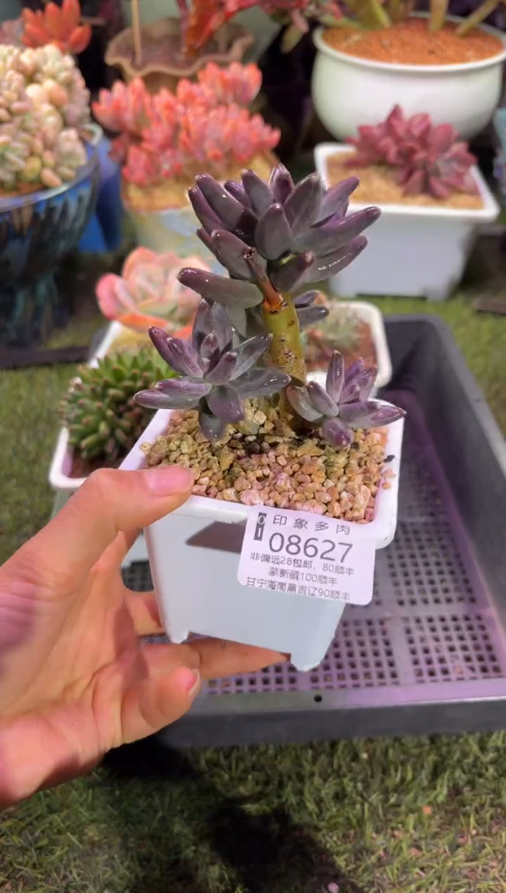 【闪购商品】08627