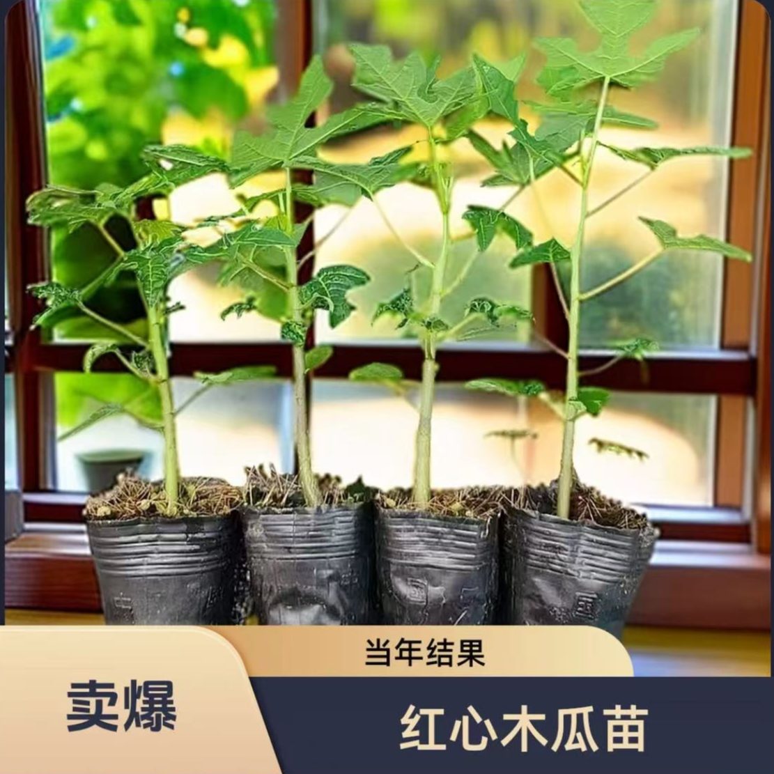 广西大青木瓜苗矮化特大南方四季耐寒庭院种植当年结果树苗盆栽