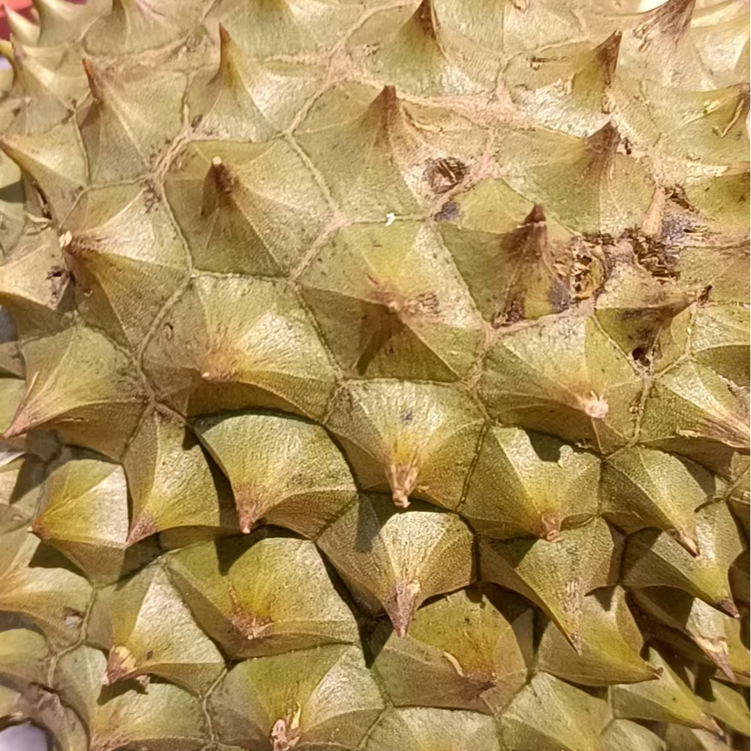 新鲜榴莲干尧榴莲31.8元一斤核小干尧