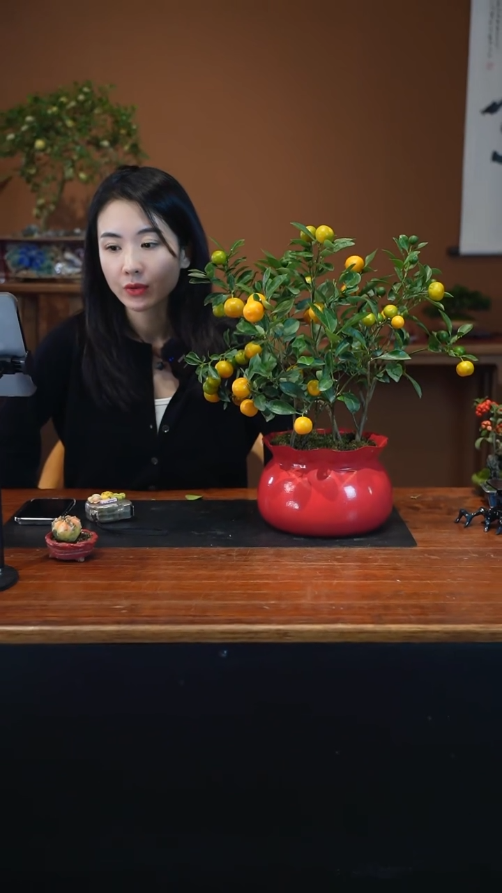 全部花朵小金桔红盆盆景盆景盆景