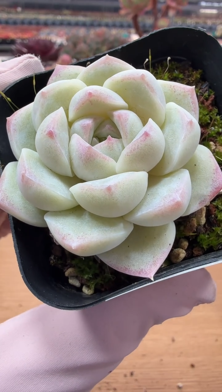 东云多肉园二店-54